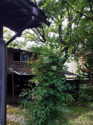 富山県で庭木の剪定や伐採、処分、草むしりなど庭仕事にお困りなら県内全域即日対応の便利屋お助け本舗富山一番町店